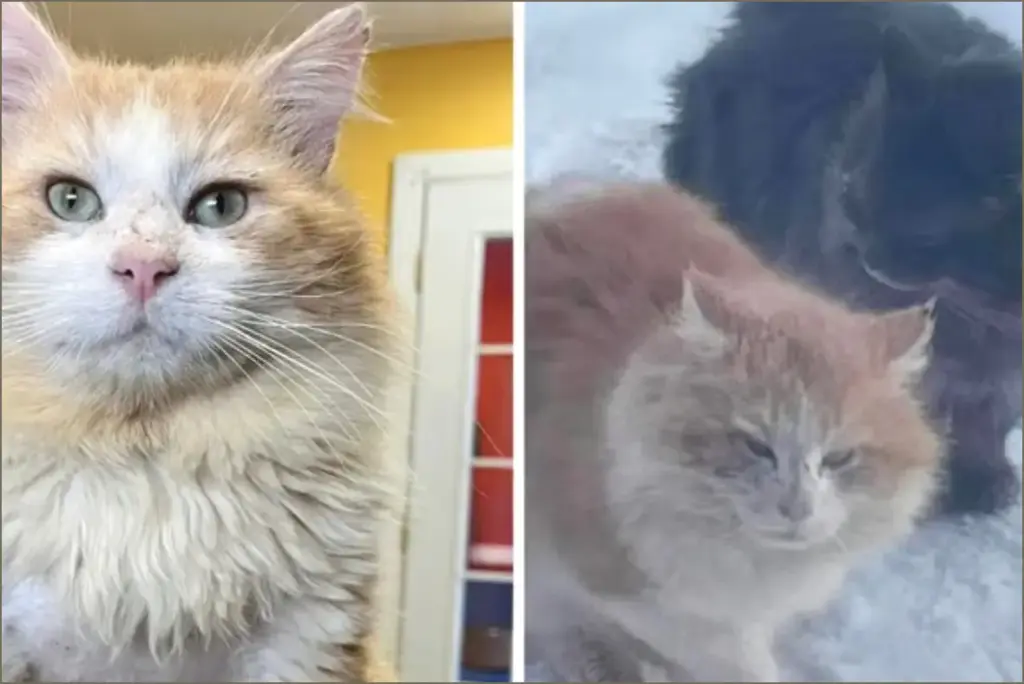 A winter's heart: saving a stray cat from the snow