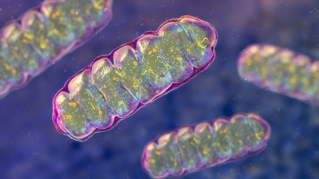 Breakthrough discovery: a molecule that could transform mitochondrial disease treatment