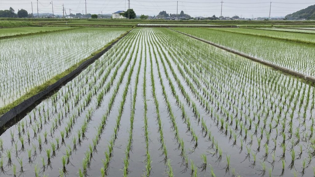 Japan's rice crisis: understanding the surge in prices and emergency