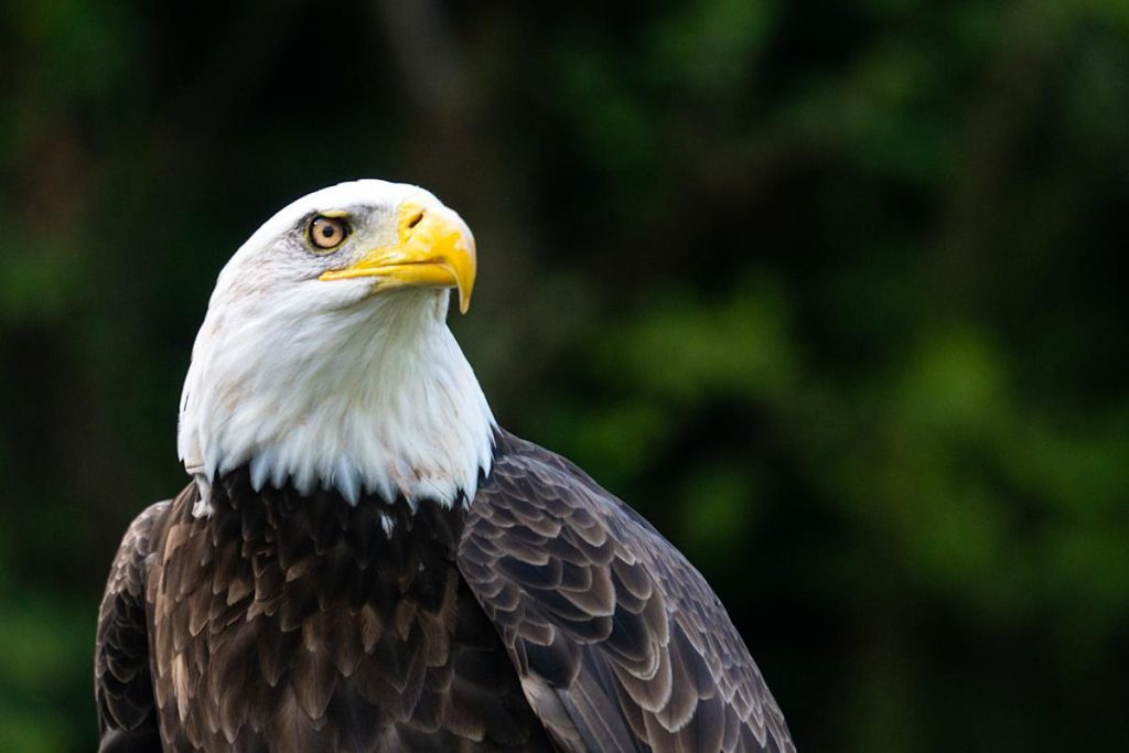The resilience of the us economy and stock market