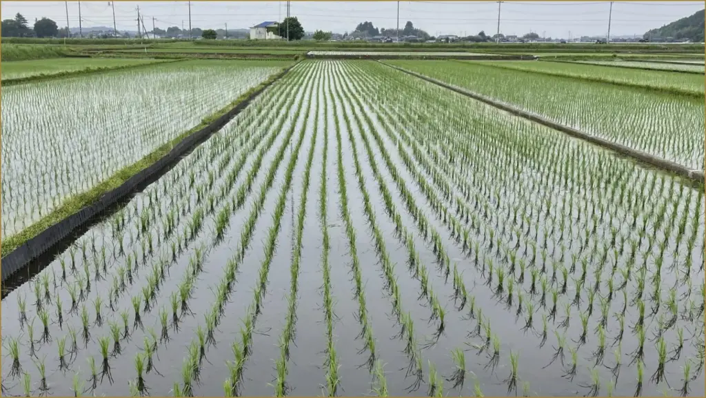 Japan's rice crisis: understanding the surge in prices and emergency