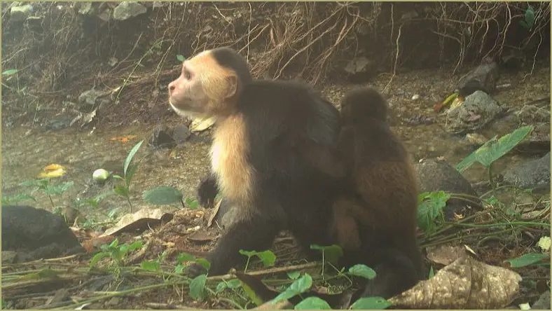 Mystery of Baby Theft: Monkeys Targeting Other Species on Panama Island Mystery of baby theft: monkeys targeting other species on panama