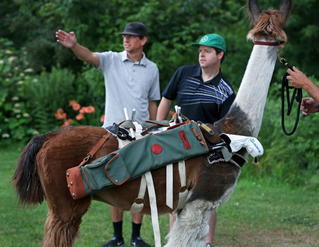 Golfing with llamas at a unique new hampshire resort