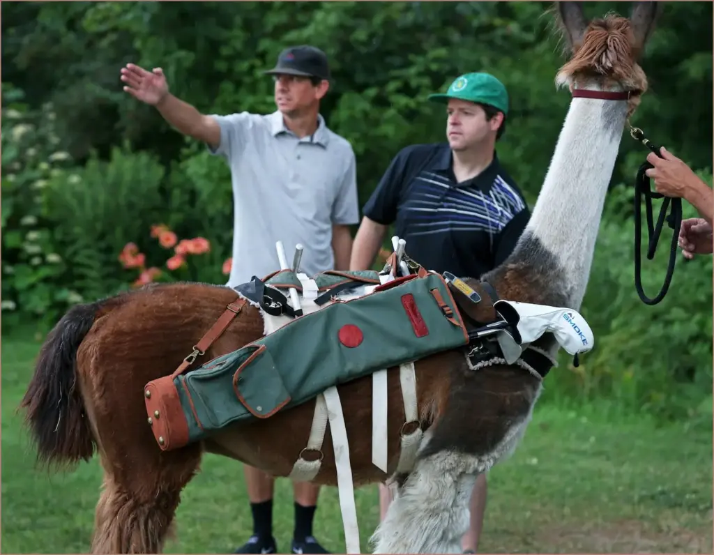 Golfing with Llamas at a Unique New Hampshire Resort Golfing with llamas at a unique new hampshire resort
