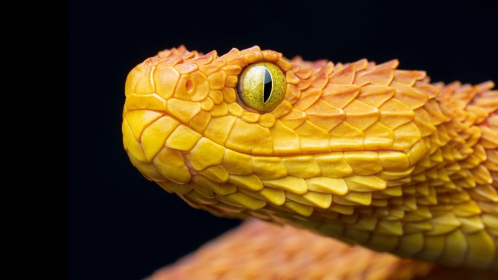 Astonishing slow motion footage reveals the intriguing moment of snake bites