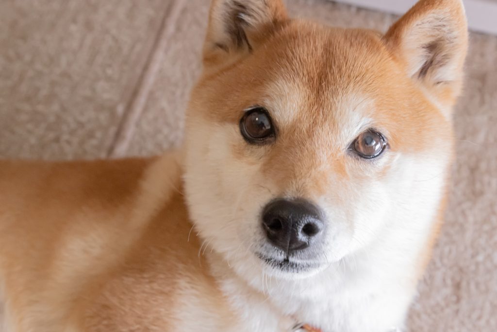 Future favorites: 3 cryptocurrencies set to outshine dogecoin in 5