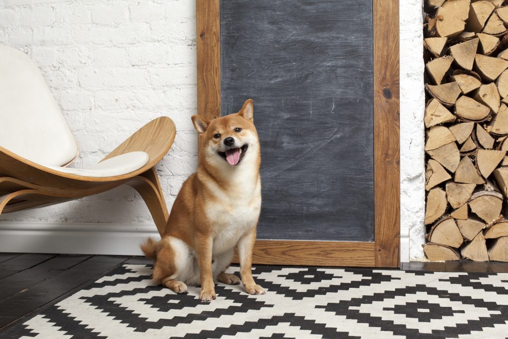 Will shiba inu hit $1 by 2026? prepare for the