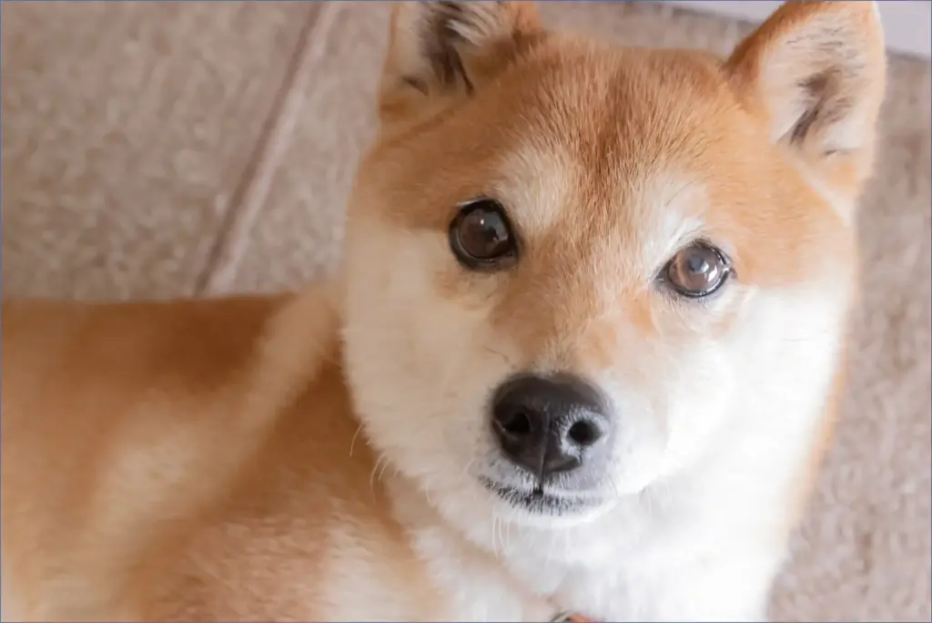 Future favorites: 3 cryptocurrencies set to outshine dogecoin in 5