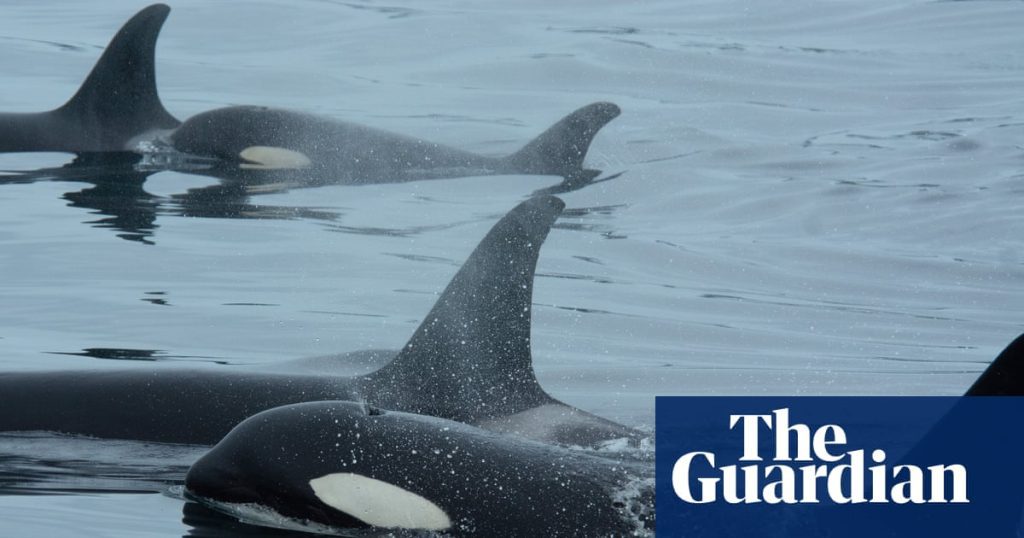 Orcas and Dolphins Join Forces to Hunt Salmon, New Study Reveals Orcas and dolphins join forces to hunt salmon, new study