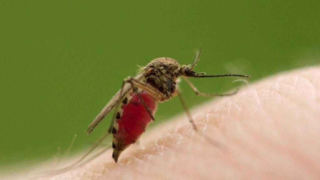 Unexpected bloodsuckers: male mosquitoes join the feast