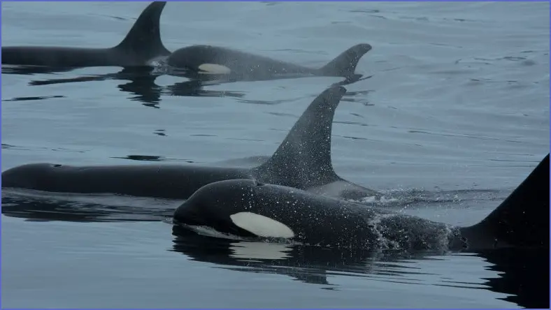 Orcas and Dolphins Join Forces for Salmon Hunting Orcas and dolphins join forces for salmon hunting