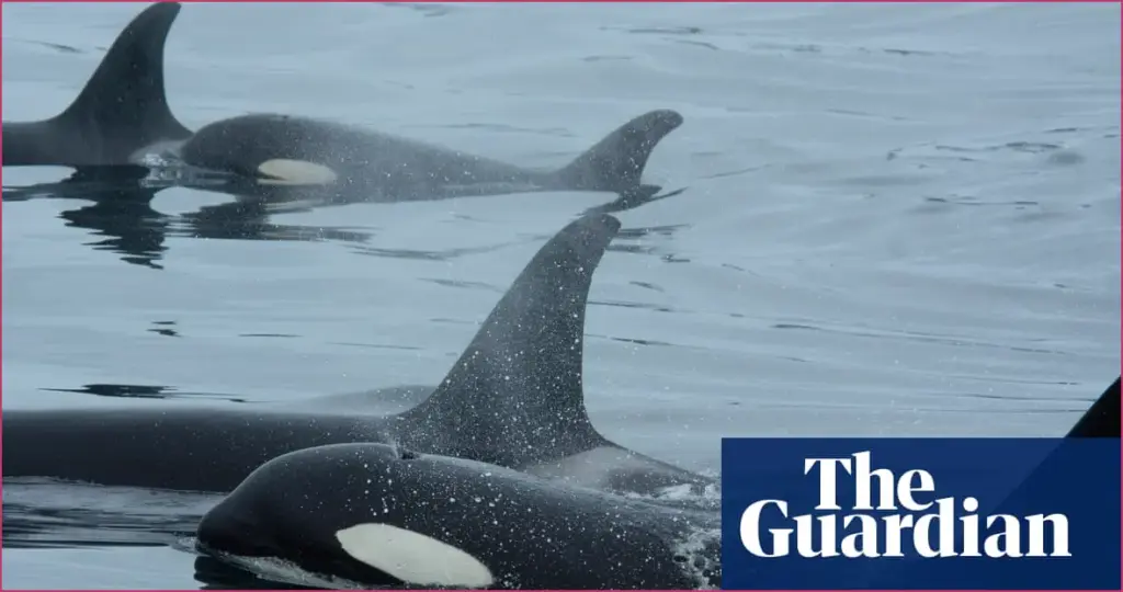 Orcas and dolphins join forces to hunt salmon, new study
