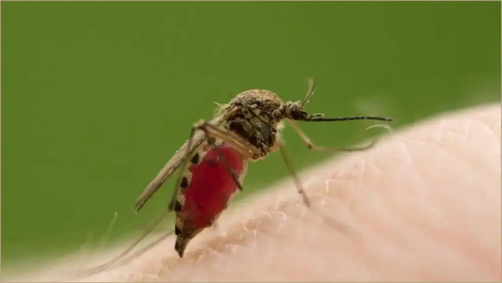 Unexpected Bloodsuckers: Male Mosquitoes Join the Feast Unexpected bloodsuckers: male mosquitoes join the feast