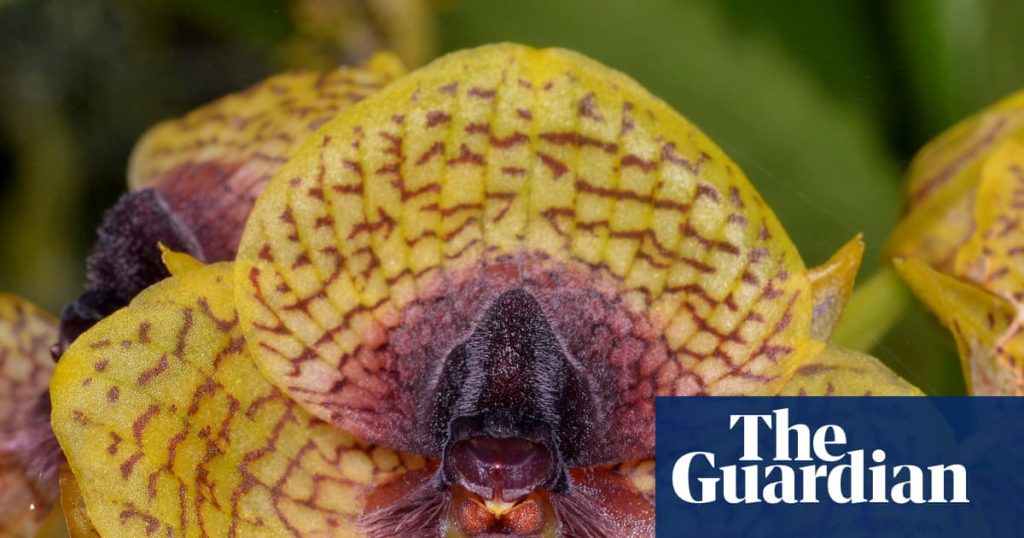 Exciting discoveries in 2025: stunning orchids and fascinating zombie fungi