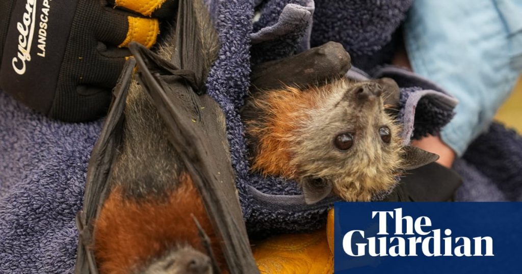 Mass die off of flying foxes marks australia's worst wildlife tragedy