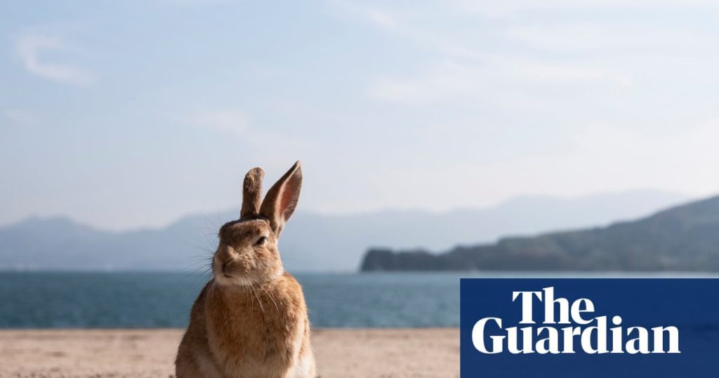 The enigmatic japanese island transformed into a rabbit haven