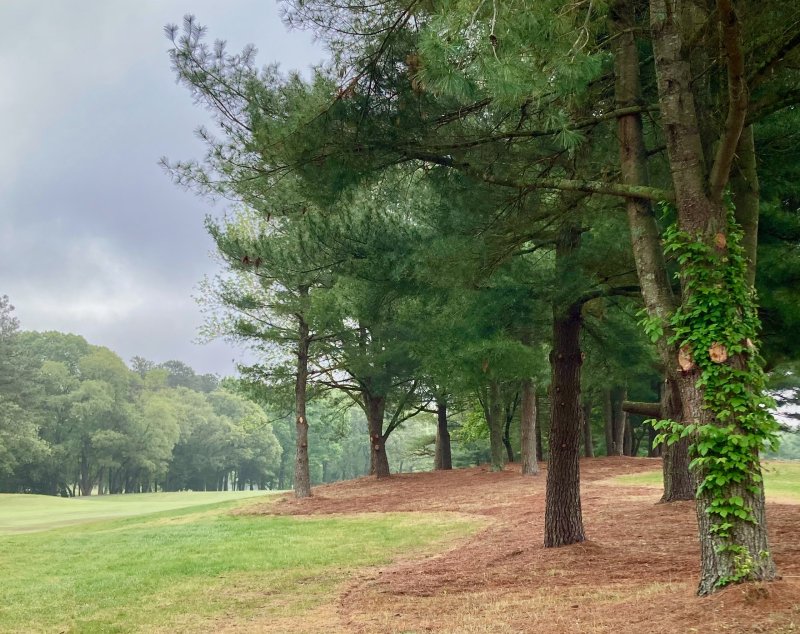 Winter Tree Care: A Year-Round Golf Course Initiative Winter tree care: a year round golf course initiative