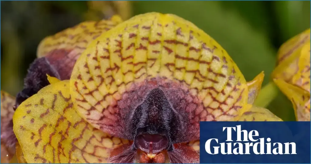 Exciting discoveries in 2025: stunning orchids and fascinating zombie fungi