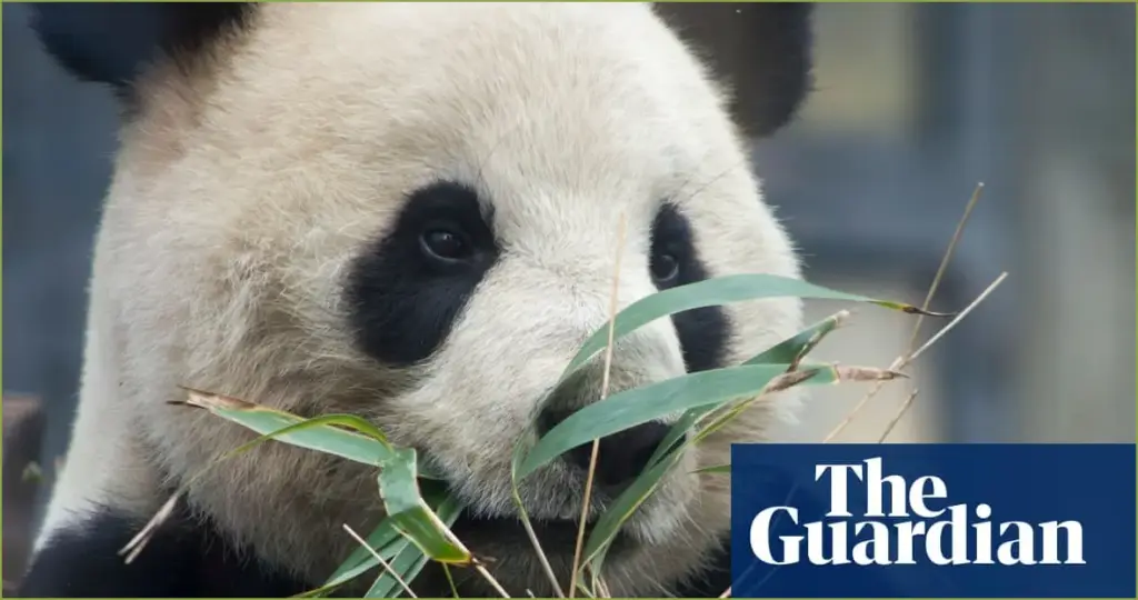 Japan Returns Bears to China Marking the End of Panda Diplomacy Japan returns bears to china marking the end of panda