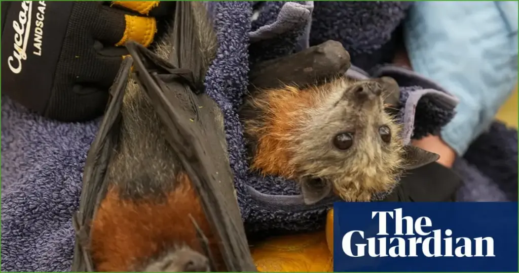 Mass Die-Off of Flying Foxes Marks Australia’s Worst Wildlife Tragedy Since Black Summer Mass die off of flying foxes marks australia's worst wildlife tragedy