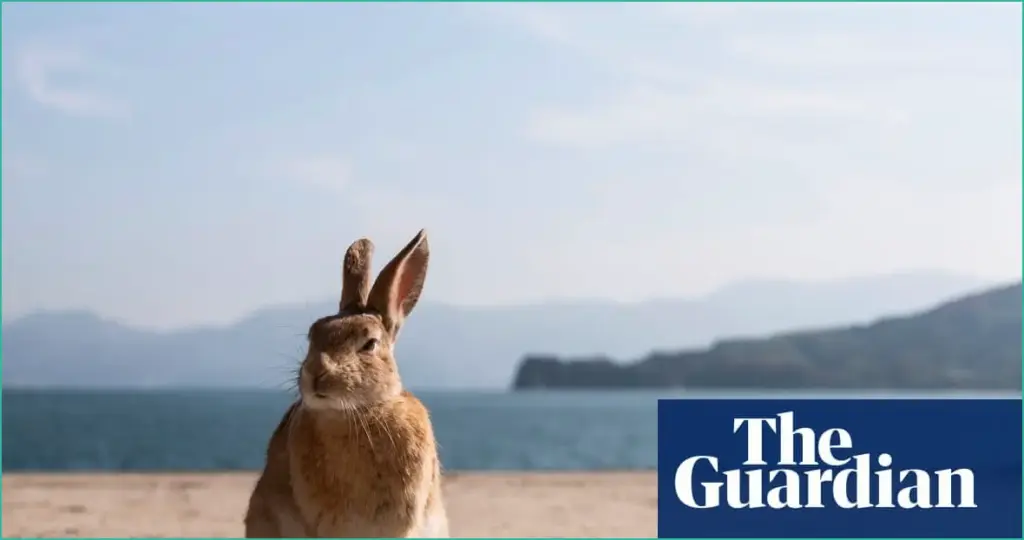 The Enigmatic Japanese Island Transformed into a Rabbit Haven The enigmatic japanese island transformed into a rabbit haven