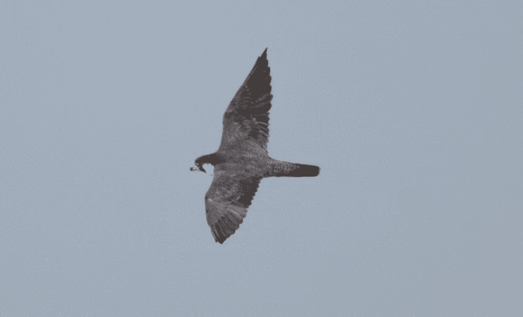 New encounter with the world’s fastest bird in australia’s remote