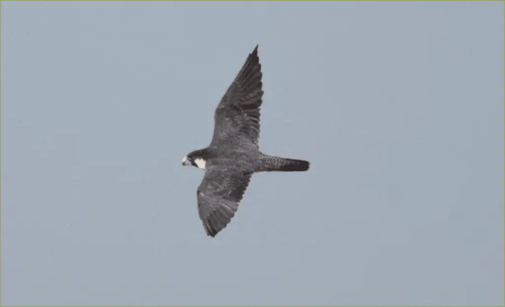 New encounter with the world’s fastest bird in australia’s remote