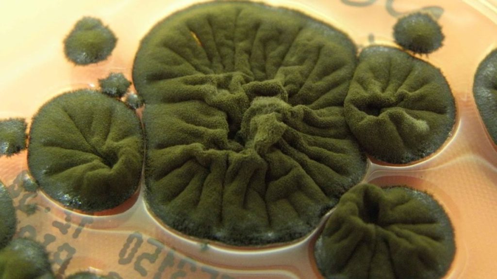 Chernobyl fungus exhibits remarkable evolutionary adaptations