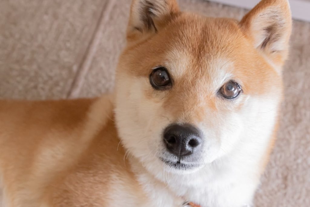 Will Shiba Inu Soar to $1 by 2026? Prepare to Be Surprised! Will shiba inu soar to $1 by 2026? prepare to