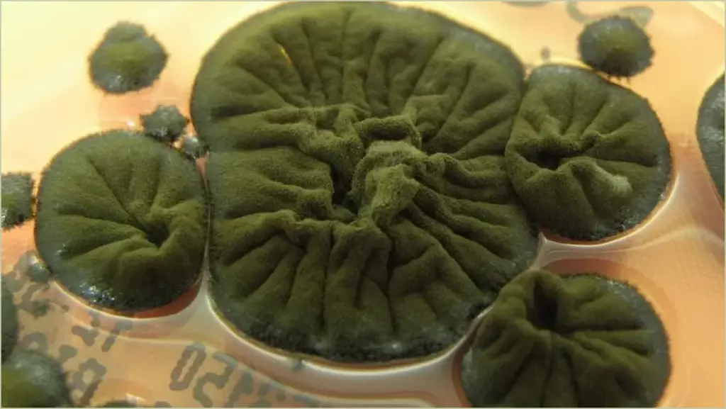 Chernobyl Fungus Exhibits Remarkable Evolutionary Adaptations Chernobyl fungus exhibits remarkable evolutionary adaptations
