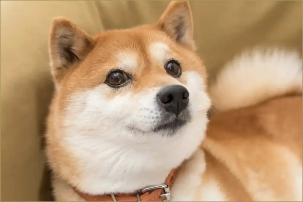 Will dogecoin hit $1 by 2026? prepare for a surprising
