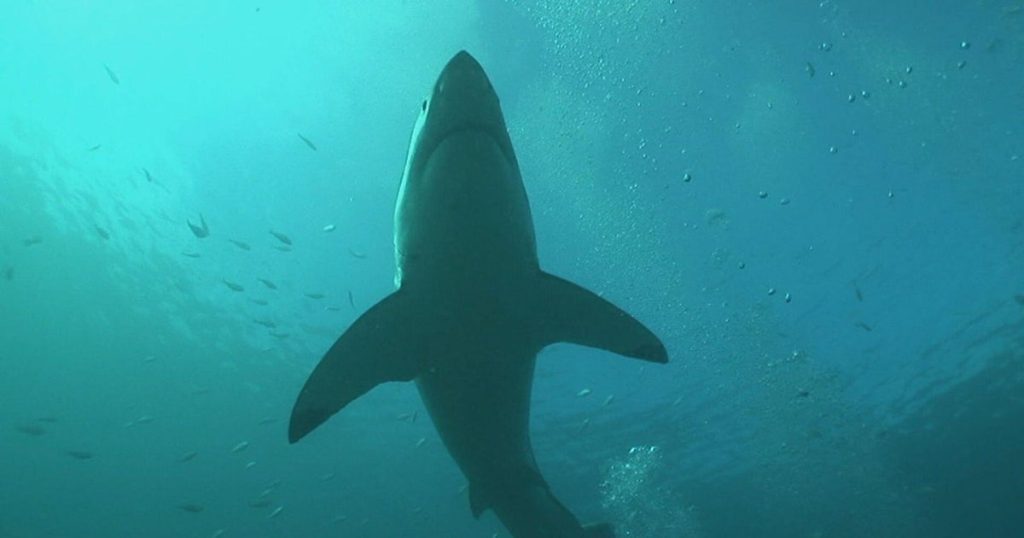 Mystery of the Vanishing Great White Sharks in South Africa: A Scientific Puzzle Mystery of the vanishing great white sharks in south africa: