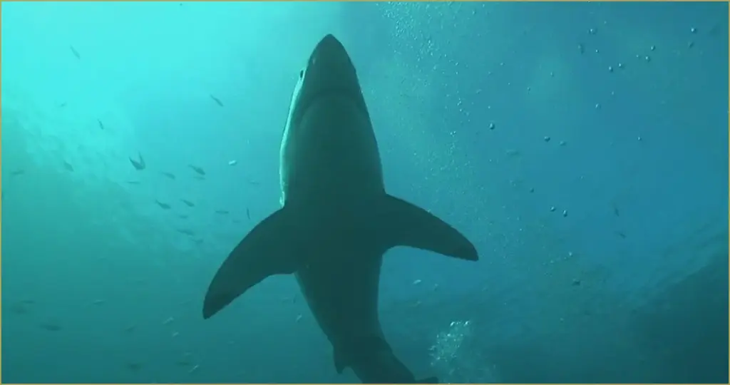 Mystery of the Vanishing Great White Sharks in South Africa: A Scientific Puzzle Mystery of the vanishing great white sharks in south africa: