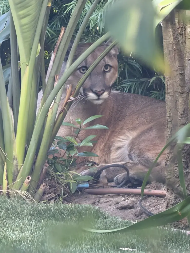 Mountain lion tranquilized after closing 14th street all day