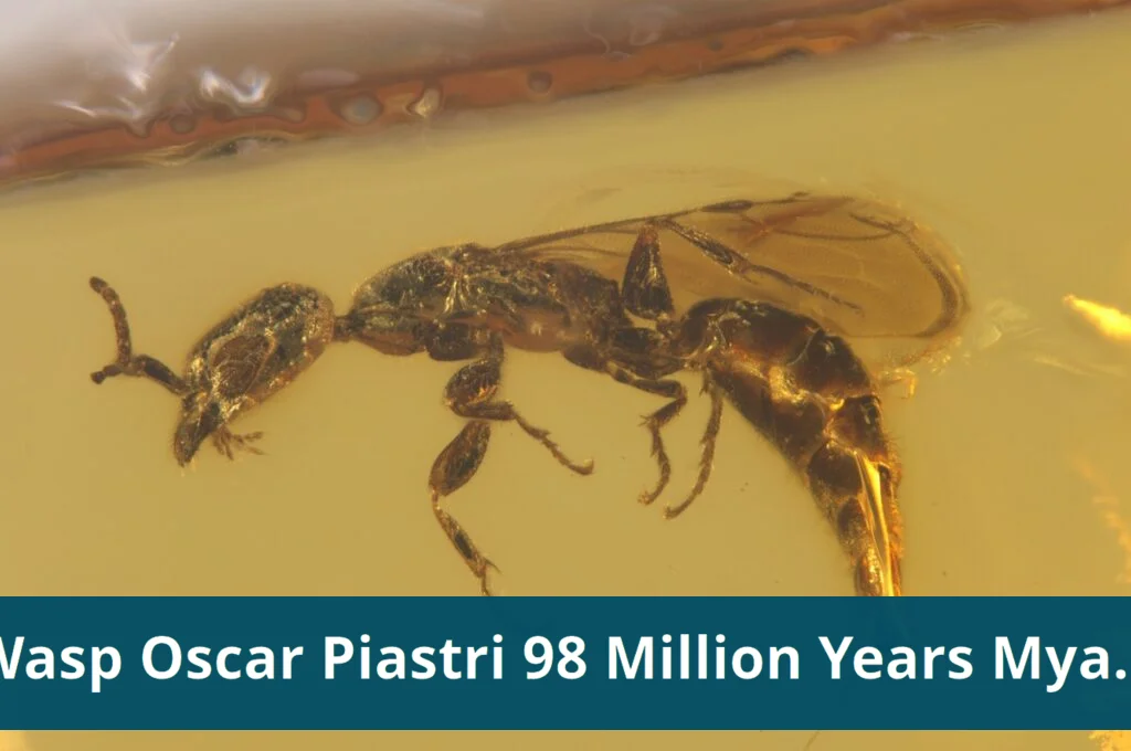 Wasp named after oscar piastri dates back 98 million years