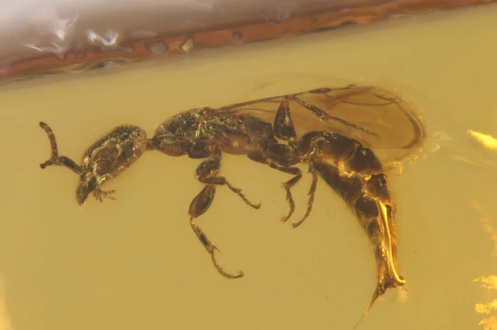 Wasp named after oscar piastri dates back 98 million years
