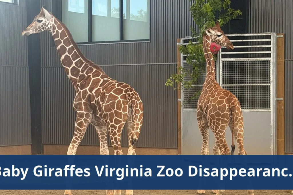 Baby giraffes return safe after disappearing from virginia zoo for