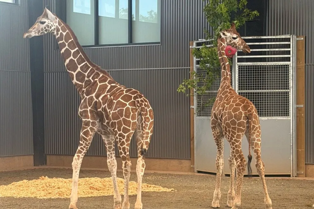 Baby giraffes return safe after disappearing from Virginia zoo for a year Baby giraffes return safe after disappearing from virginia zoo for